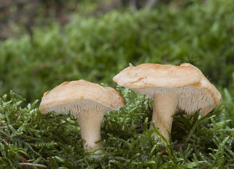 Hydnum rufescens